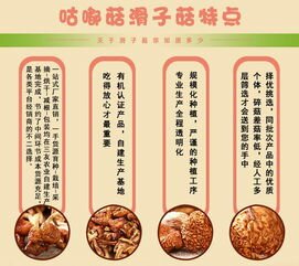 咕嘟菇产地直销食用菌干货滑子菇 山货煲汤美味滑子菇160g 袋